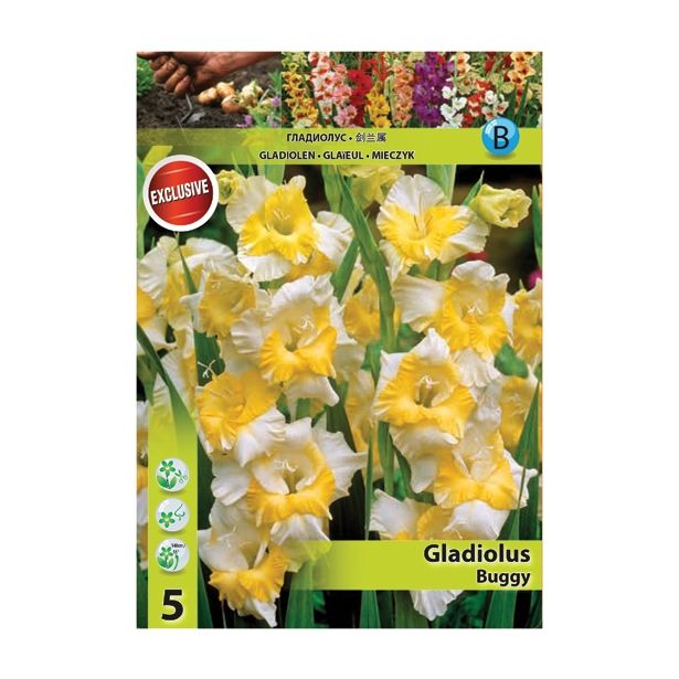 GLADIOLA HOLLAND BULB MARKET BUGGY