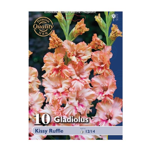 GLADIOLA HOLLAND BULB MARKET KISSY RUUFLE