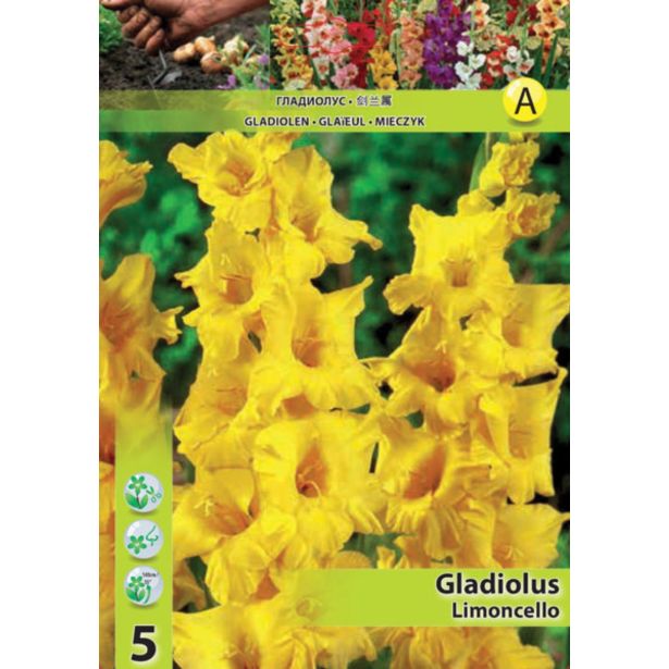 GLADIOLA HOLLAND BULB MARKET LIMONCELLO