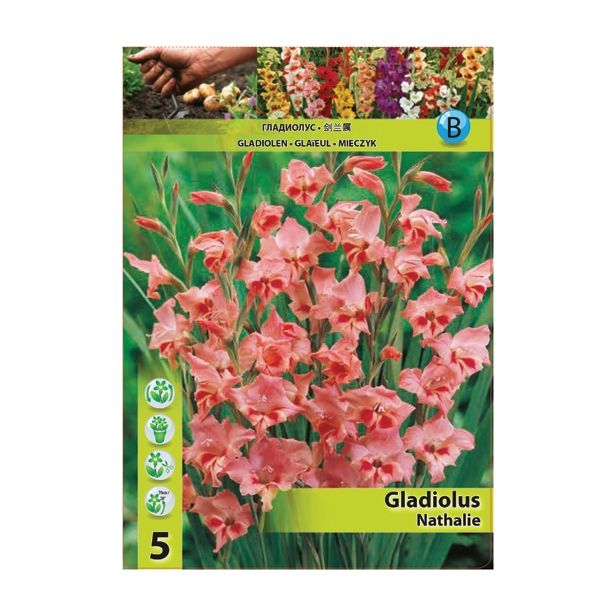 GLADIOLA HOLLAND BULB MARKET MINI NATHALIE