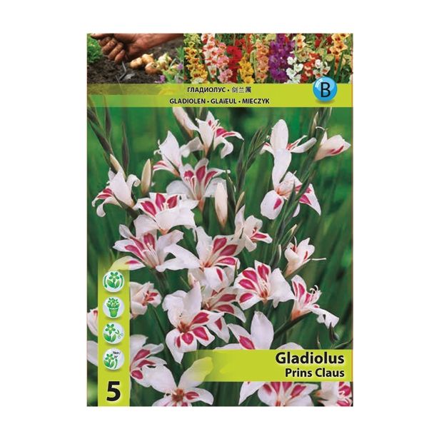 GLADIOLA HOLLAND BULB MARKET MINI PRINS CLPS