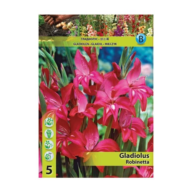 GLADIOLA HOLLAND BULB MARKET MINI ROBINETTA