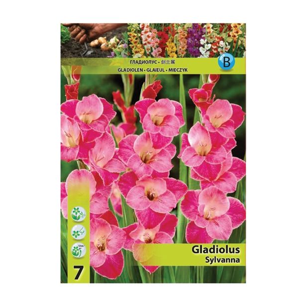 GLADIOLA HOLLAND BULB MARKET SYLVANA