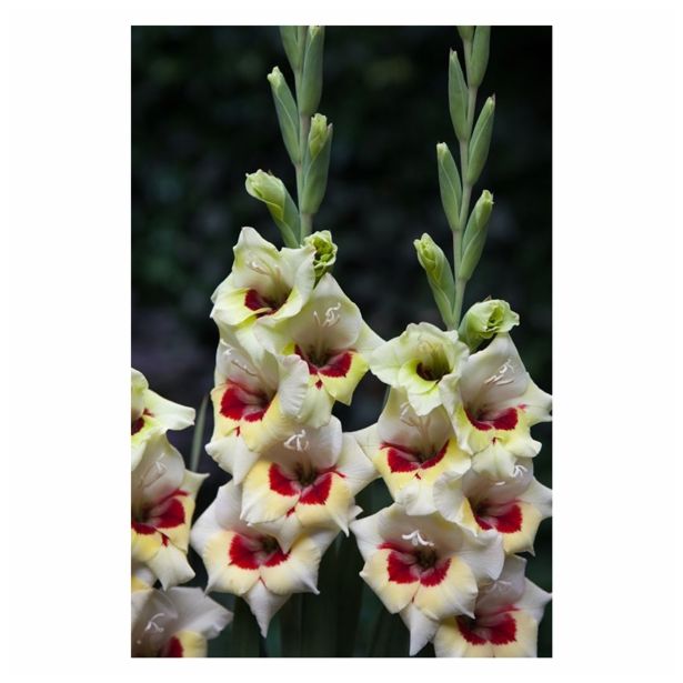 GLADIOLA HOLLAND BULB MARKET BAMBINO MESSINA