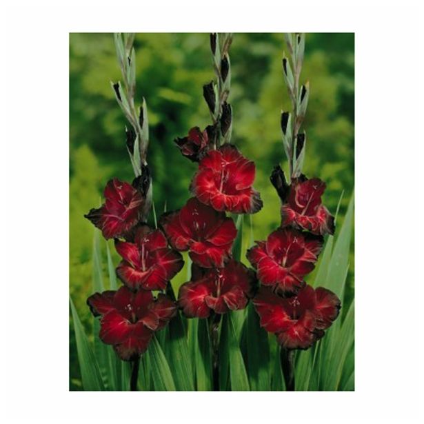 GLADIOLA HOLLAND BULB MARKET BLACK JACK