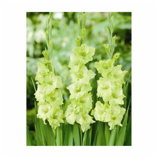 GLADIOLA HOLLAND BULB MARKET GREEN STAR