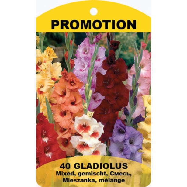 GLADIOLA HOLLAND BULB MARKET MIX 10/12 40 KOS