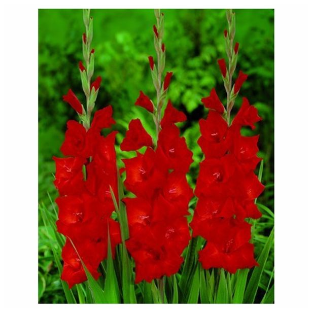 GLADIOLA HOLLAND BULB MARKET RED BEAUTY