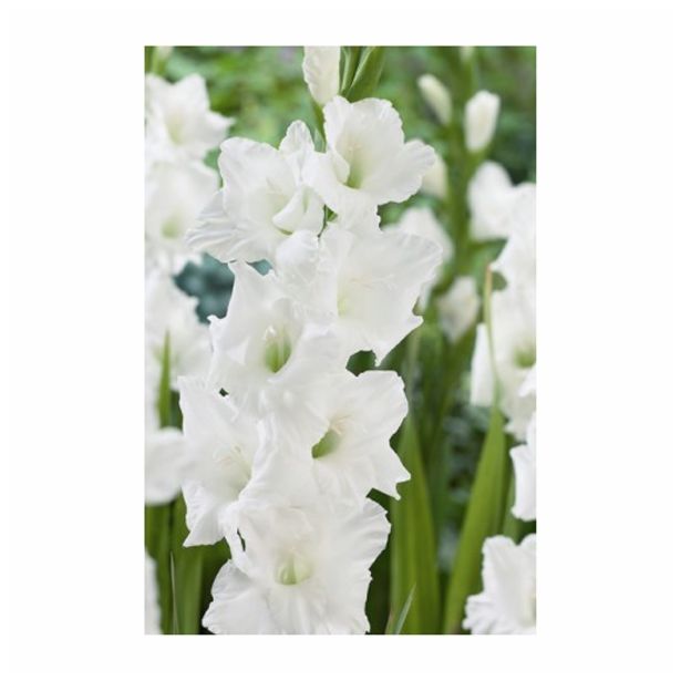 GLADIOLA HOLLAND BULB MARKET SANCERRE