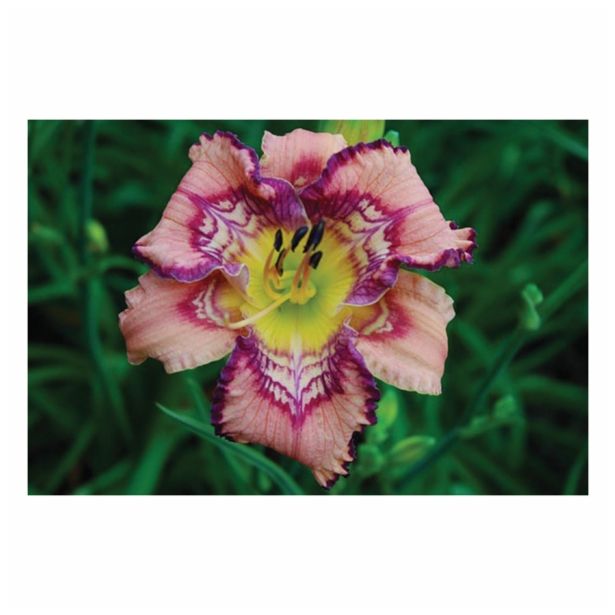 POLETI CVETOČA ČEBULICA HOLLAND BULB MARKET HEMEROCALLIS GET JIGGY