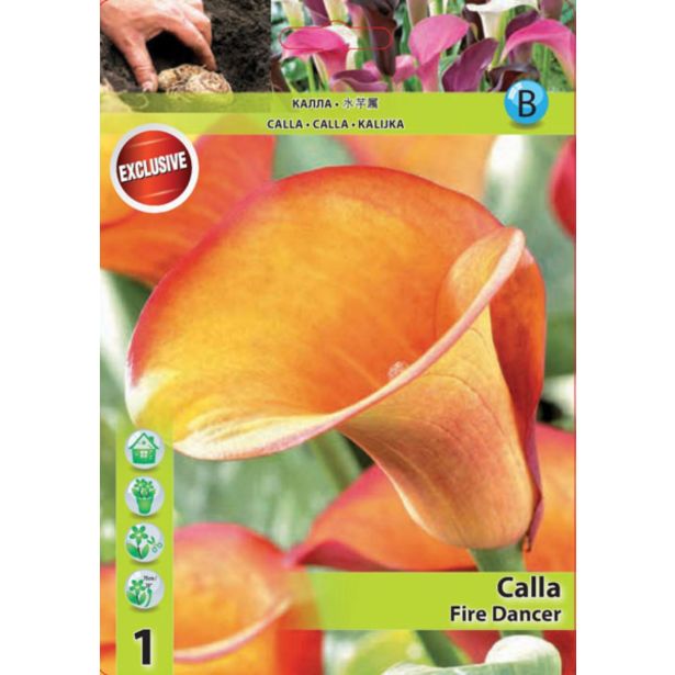 POLETI CVETOČA ČEBULICA HOLLAND BULB MARKET KALA FIRE DANCER