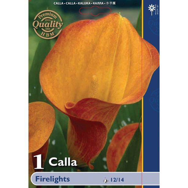 POLETI CVETOČA ČEBULICA HOLLAND BULB MARKET KALA FIRELIGHTS