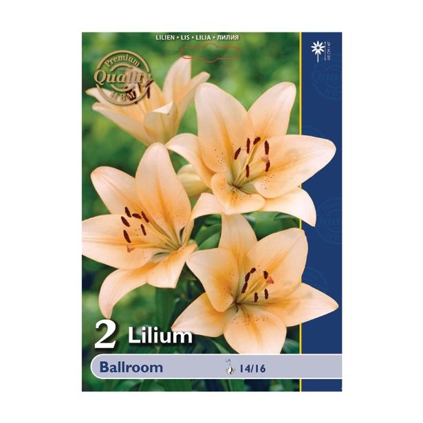 LILIJA HOLLAND BULB MARKET AZIJSKA BALLROOM