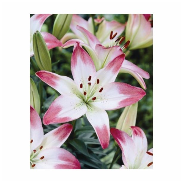 POLETI CVETOČA ČEBULICA HOLLAND BULB MARKET LILIJA AZIJSKA LOLLY POP