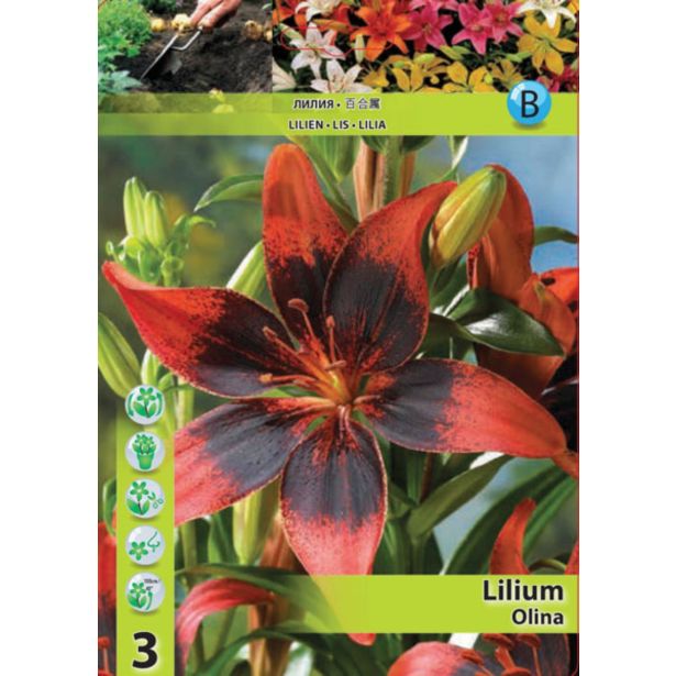 LILIJA HOLLAND BULB MARKET AZIJSKA OLINA