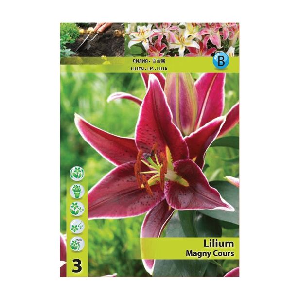 LILIJA HOLLAND BULB MARKET ORIENTALSKA MAGNY COURS