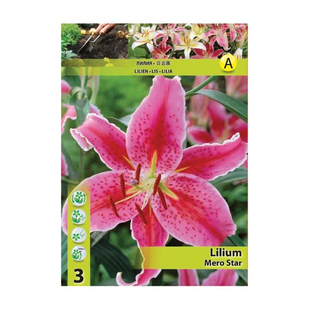 LILIJA HOLLAND BULB MARKET ORIENTALSKA MERO STAR
