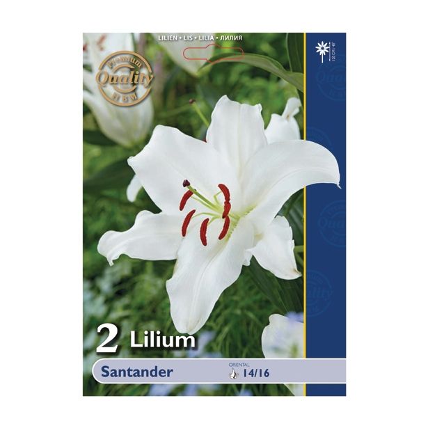 LILIJA HOLLAND BULB MARKET ORIENTALSKA SANTANDER