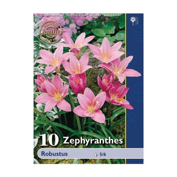 POLETI CVETOČA ČEBULICA HOLLAND BULB MARKET ZEPHYRANTHES ROBUSTUS