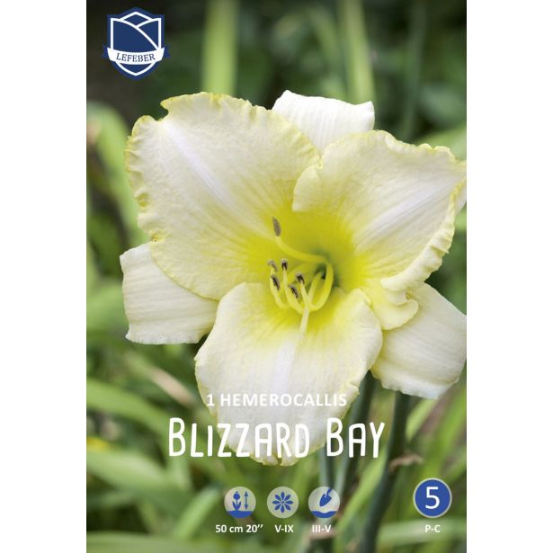 POLETI CVETOČA ČEBULICA LEFEBER HEMEROCALIS BLIZZARD BAY 1KOS