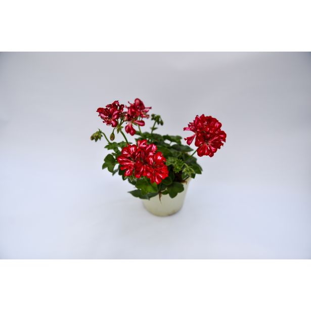 BRŠLJANKA POLNJENE BRŠLJANKE MIX L12