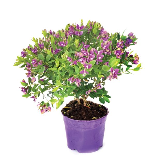 MEDITERANSKE RASTLINE POLYGALA MYRTIFOLIA L19 VIŠ 70CM