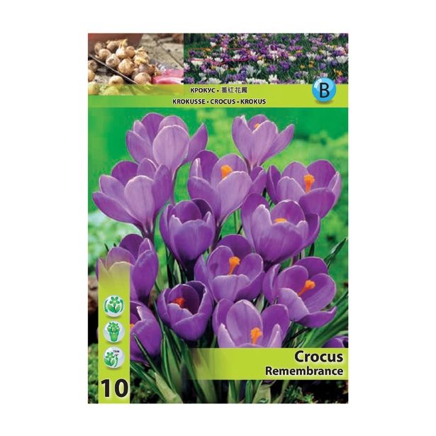 POMLADI CVETOČA ČEBULICA HOLLAND BULB MARKET CROCUS REMEMBRANCE 7/8 10 KOS