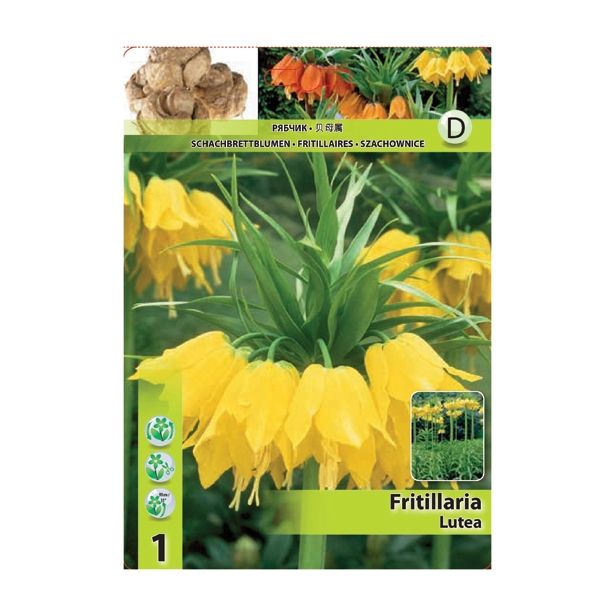 POMLADI CVETOČA ČEBULICA HOLLAND BULB MARKET FRITILLARIA LUTEA 20/22 1 KOS