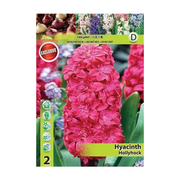 POMLADI CVETOČA ČEBULICA HOLLAND BULB MARKET HIACINTA HOLLYHOCK 15/16 2 KOS