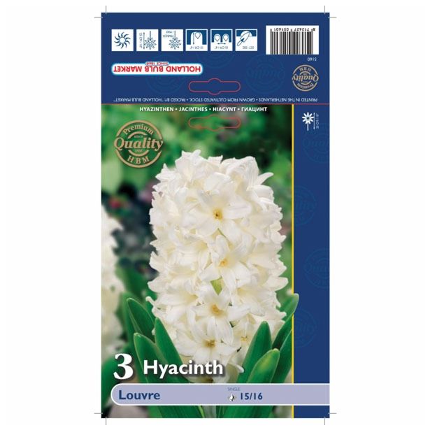 POMLADI CVETOČA ČEBULICA HOLLAND BULB MARKET HIACINTA SINGLE LOUVRE 15/16 3KOS