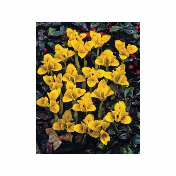 POMLADI CVETOČA ČEBULICA HOLLAND BULB MARKET IRIS DANFORDIAE 5/6 15KOS