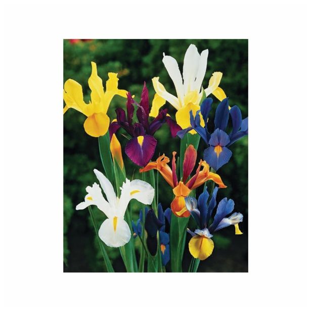 POMLADI CVETOČA ČEBULICA HOLLAND BULB MARKET IRIS DUTCH IRIS MIX 7/8 15KOS