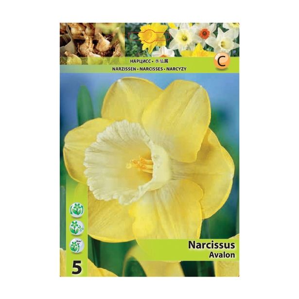 POMLADI CVETOČA ČEBULICA HOLLAND BULB MARKET NARCISA VELIKOCVETNA AVALON 12/14 5 KOS