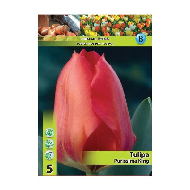 POMLADI CVETOČA ČEBULICA HOLLAND BULB MARKET TULIPAN FOSTERIANA PURISSIMA KING 11/12