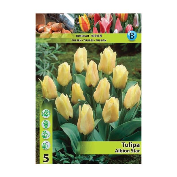 POMLADI CVETOČA ČEBULICA HOLLAND BULB MARKET TULIPAN GREIGII ALBION STAR 11/12 5 KOS