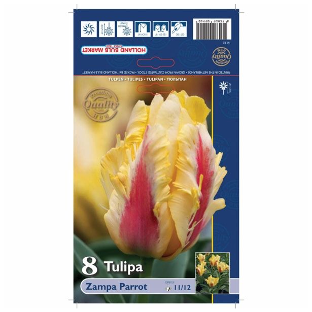 POMLADI CVETOČA ČEBULICA HOLLAND BULB MARKET TULIPAN KAUFMANIA ZAMPA PARROT 11/12 8KOS
