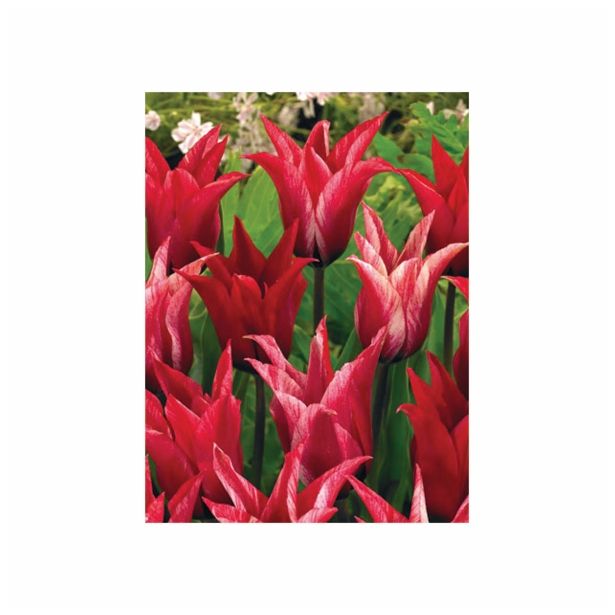 POMLADI CVETOČA ČEBULICA HOLLAND BULB MARKET TULIPAN LILIJSKI LILYCHIC 11/12 10 KOS