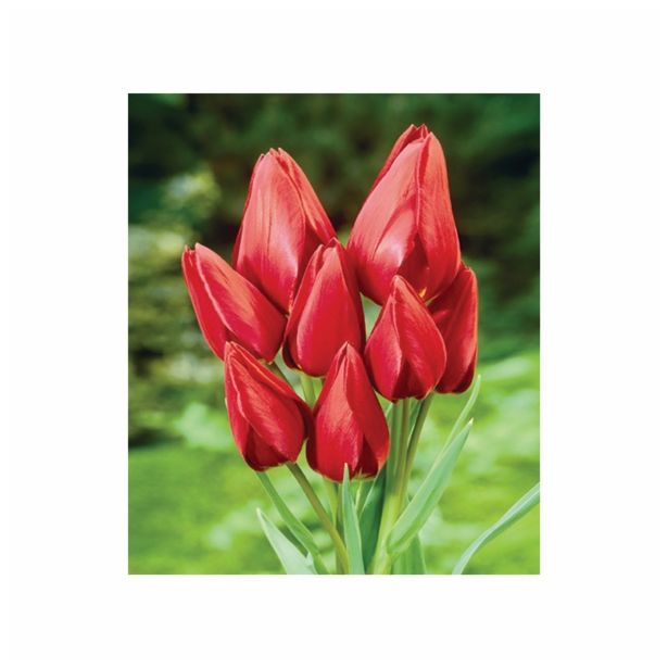 POMLADI CVETOČA ČEBULICA HOLLAND BULB MARKET TULIPAN MNOGOCVETNI ROULETTE 11/12 8KOS