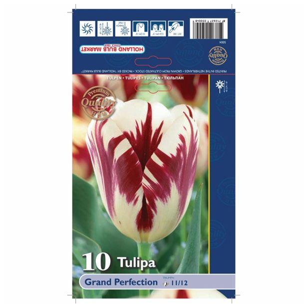 POMLADI CVETOČA ČEBULICA HOLLAND BULB MARKET TULIPAN THRIUMPH GRAND PERFECTION 11/12