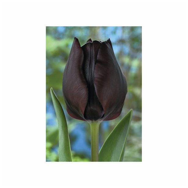 POMLADI CVETOČA ČEBULICA HOLLAND BULB MARKET TULIPAN THRIUMPH RONALDO 11/12 10KOS