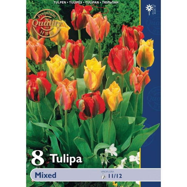 POMLADI CVETOČA ČEBULICA HOLLAND BULB MARKET TULIPAN VIRIDIFLORA 8KOS VIRIDIFLORA MIX 11/12