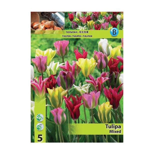 POMLADI CVETOČA ČEBULICA HOLLAND BULB MARKET TULIPAN VIRIDIFLORA MIXED 11/12 5 KOS