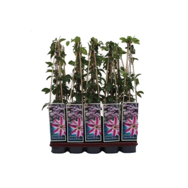 POPENJAVKA OKRASNI SROBOT