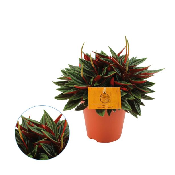 POPROVKA CARPERATA ROSSO L10.5 CM