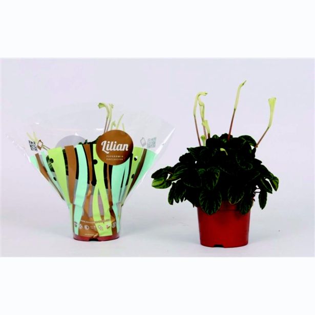 PEPEROMIJA POPROVKA LILIAN L12