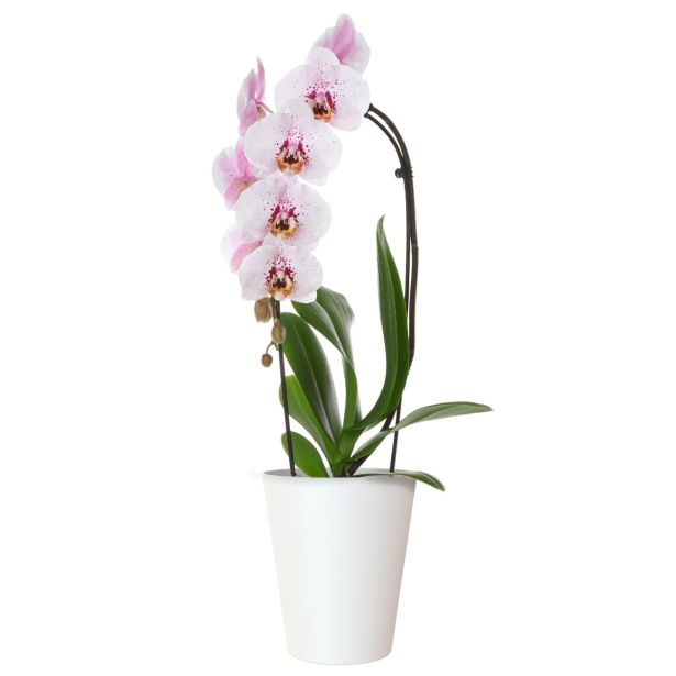 PE NOTRANJI LONEC PORTO ORHIDEJA BEL 12.5CM