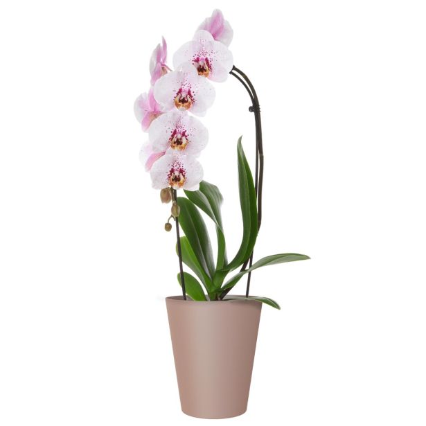 PE NOTRANJI LONEC PORTO ORHIDEJA TAUPE 12.5CM