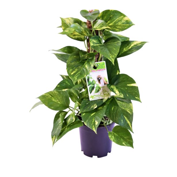 POTOS AUREUM OVIT NA PALICI L15