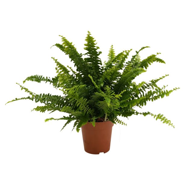 PRAPROT GREEN LADY L12