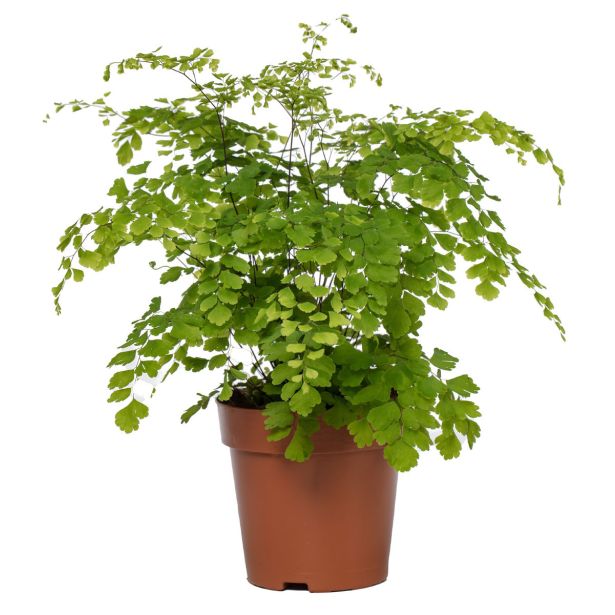 PRAPROT SOBNA ADIANTUM FRAGRANS L12 CM